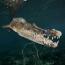 crocodile_american_chiq_jar_v_0433_cub2590.jpg